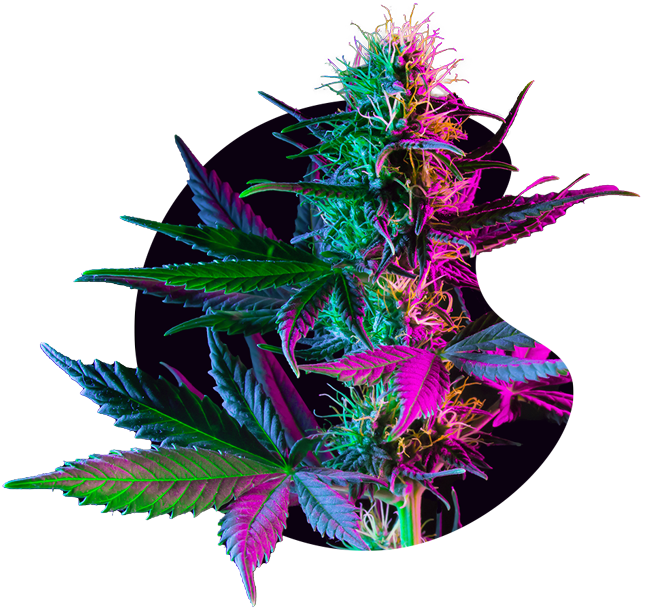 Cannabis-BeanShape_646x611