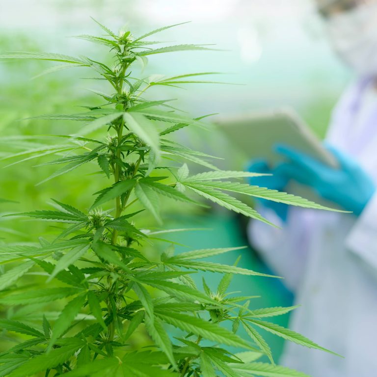 Water Temperature for Cannabis Plants Things to Consider Eden Water