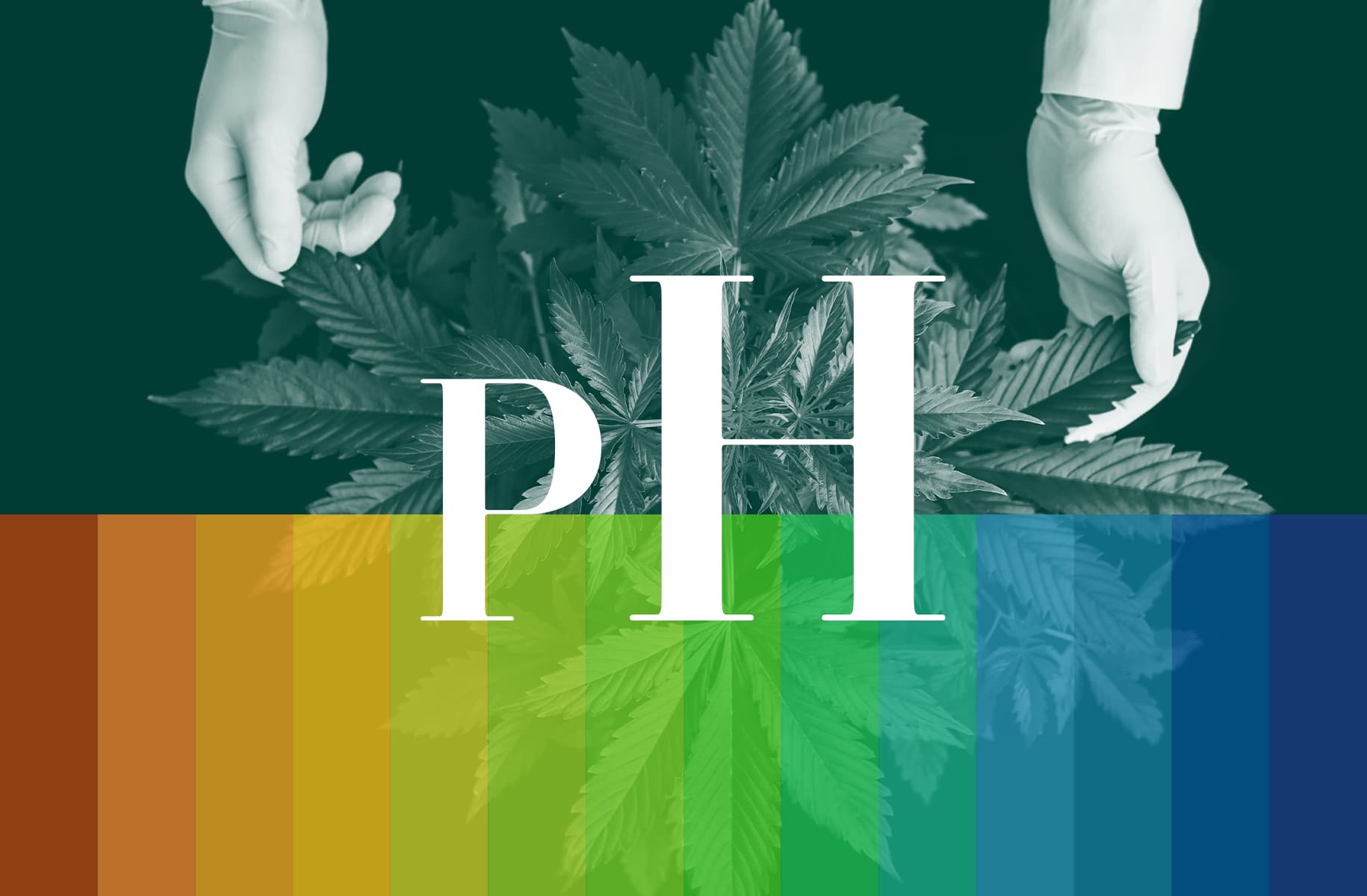 The pH of Water for Cannabis