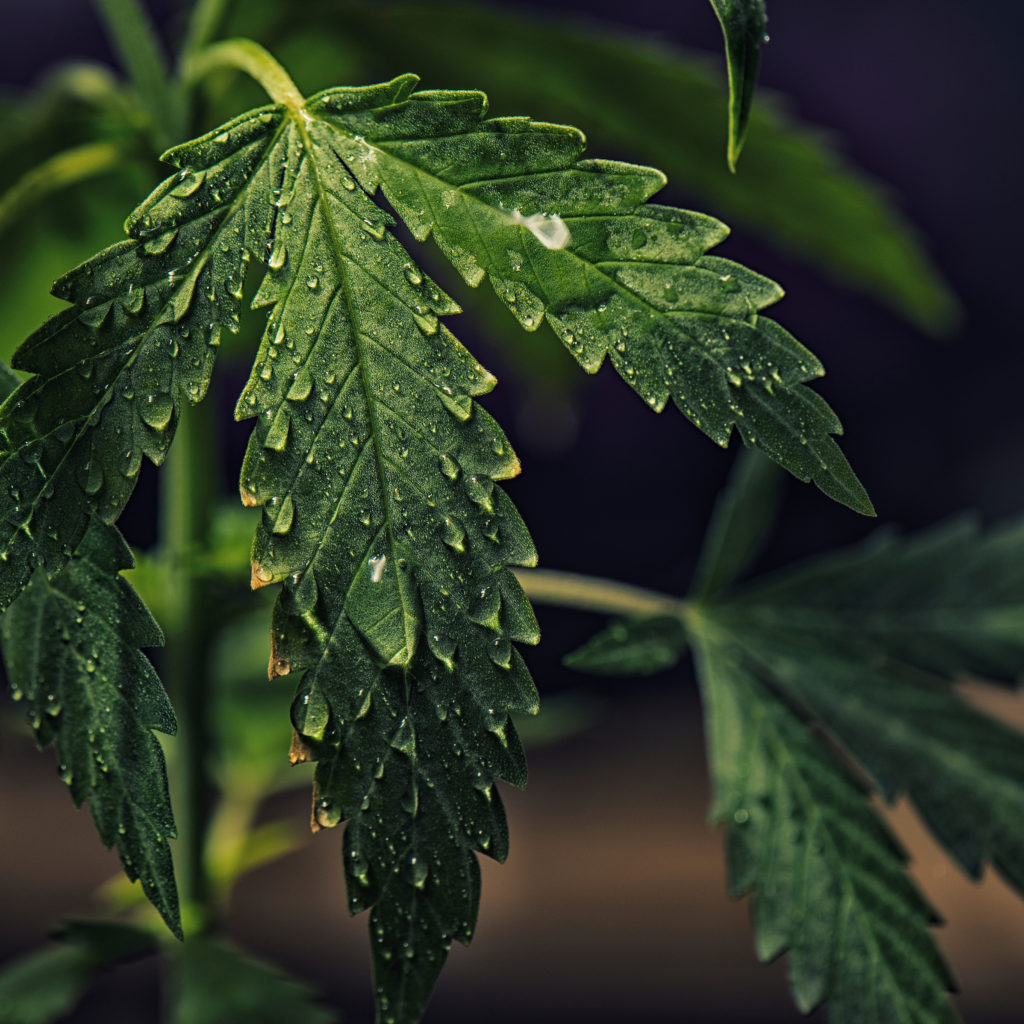 Close up of cannabis leaves with water drops all over them.
