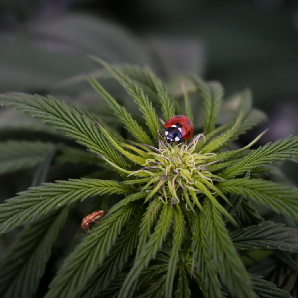 A cute lady bug sitting on top of cannabis that is flowering.