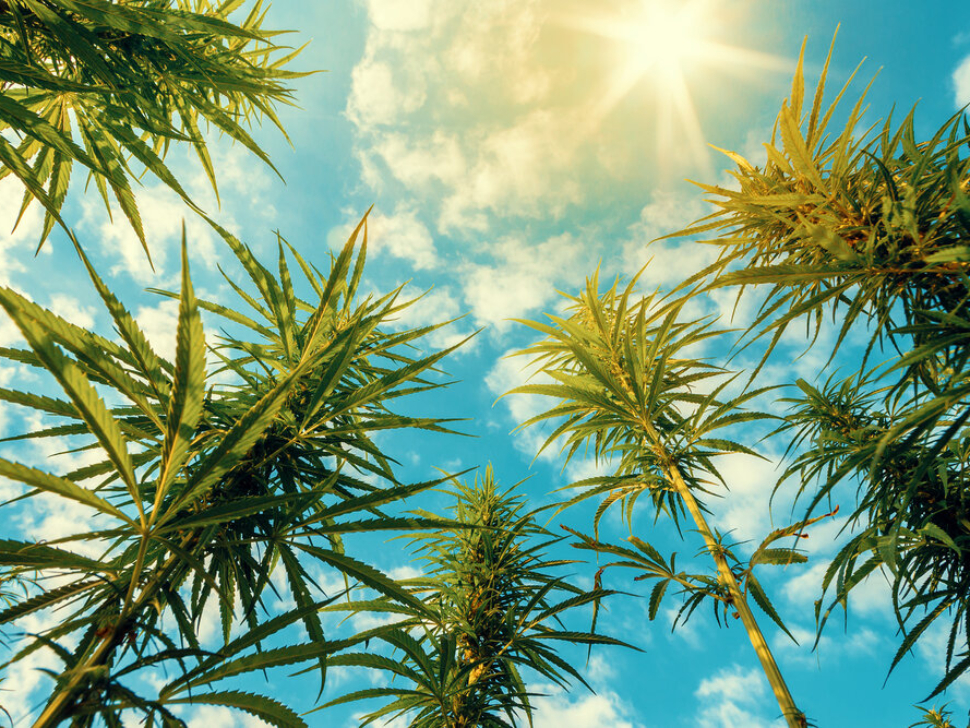 Cannabis plant with beautiful blue cloudy sky in the background.