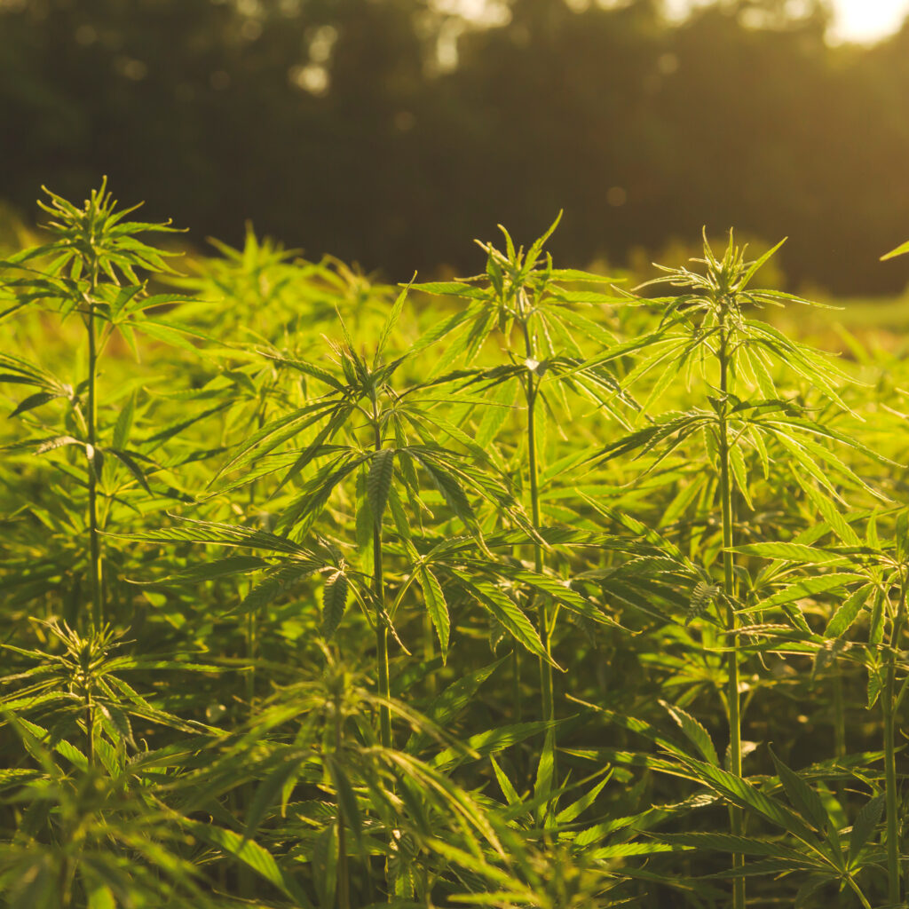 Sunny cannabis field