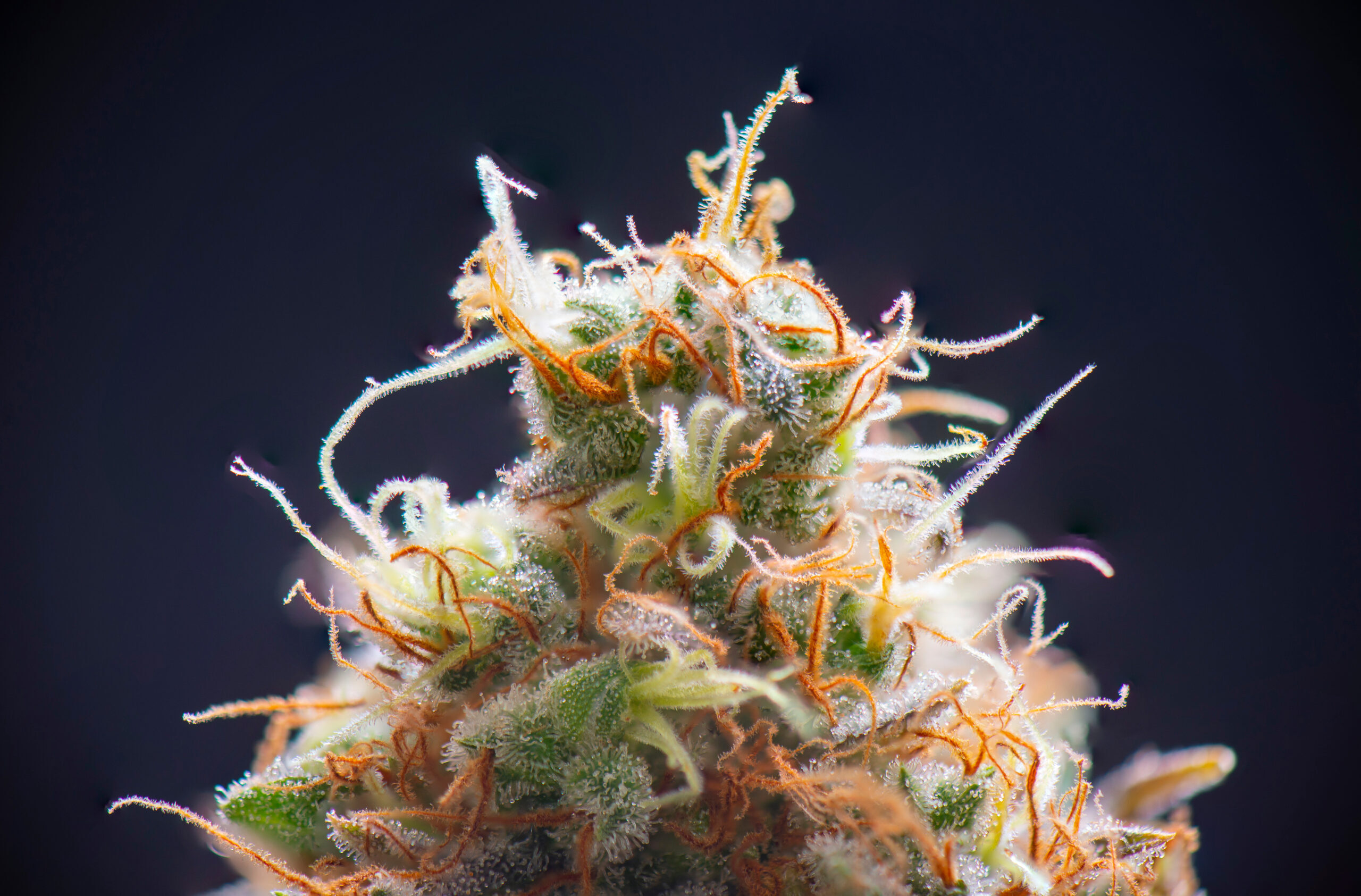 Macro close-up of a mature, trichome-covered cannabis flower with orange pistils at harvest