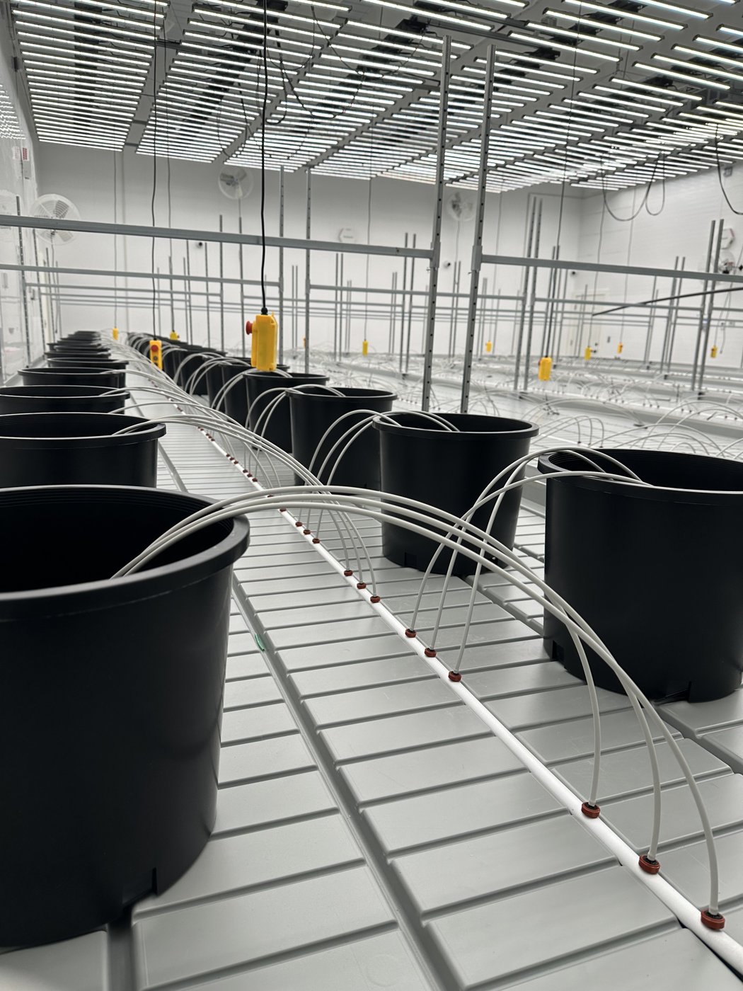 Cannabis grow room table with a single white PE drip line running down the center, emitters at each black pot, and a flush valve at the end of the run