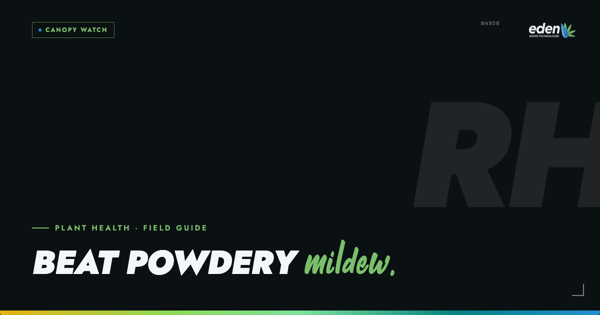 How to Prevent and Treat Powdery Mildew on Cannabis Plants