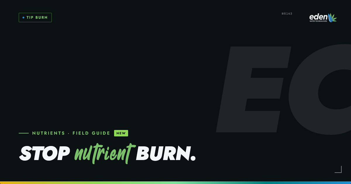 Nutrient burn: how to spot, fix, and prevent it