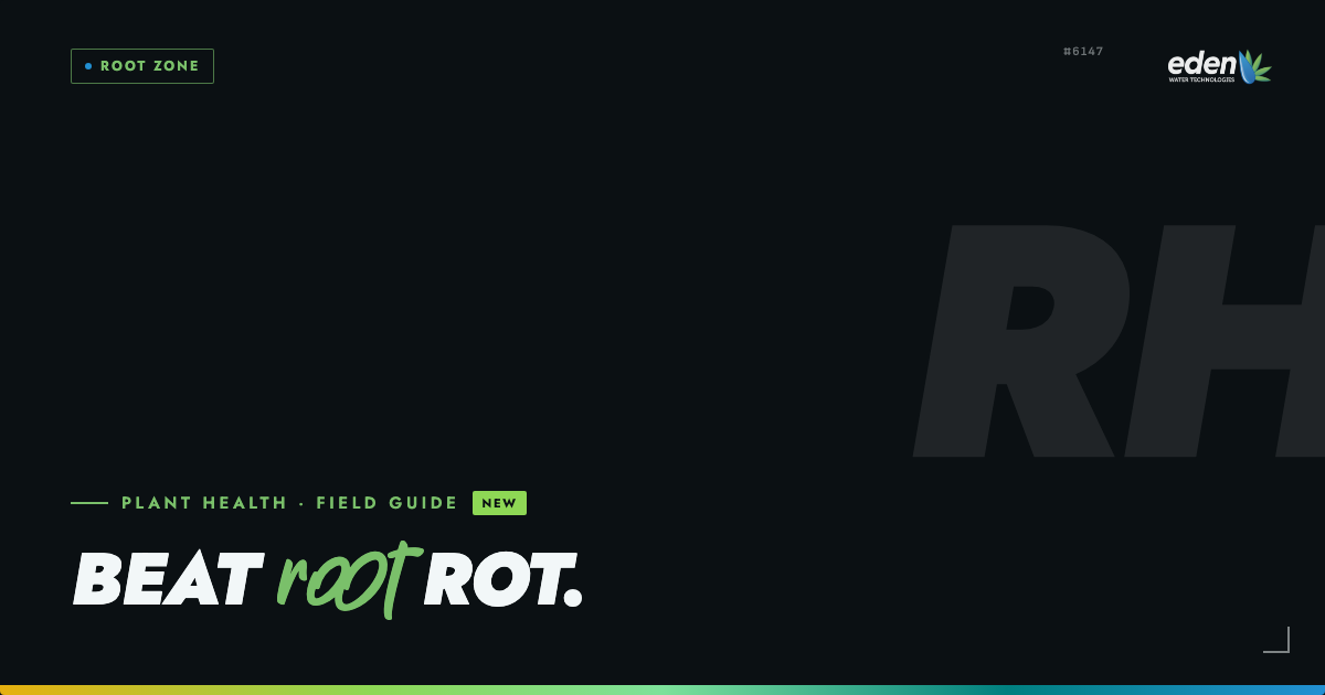 Root Rot and Pythium: how to prevent and treat it